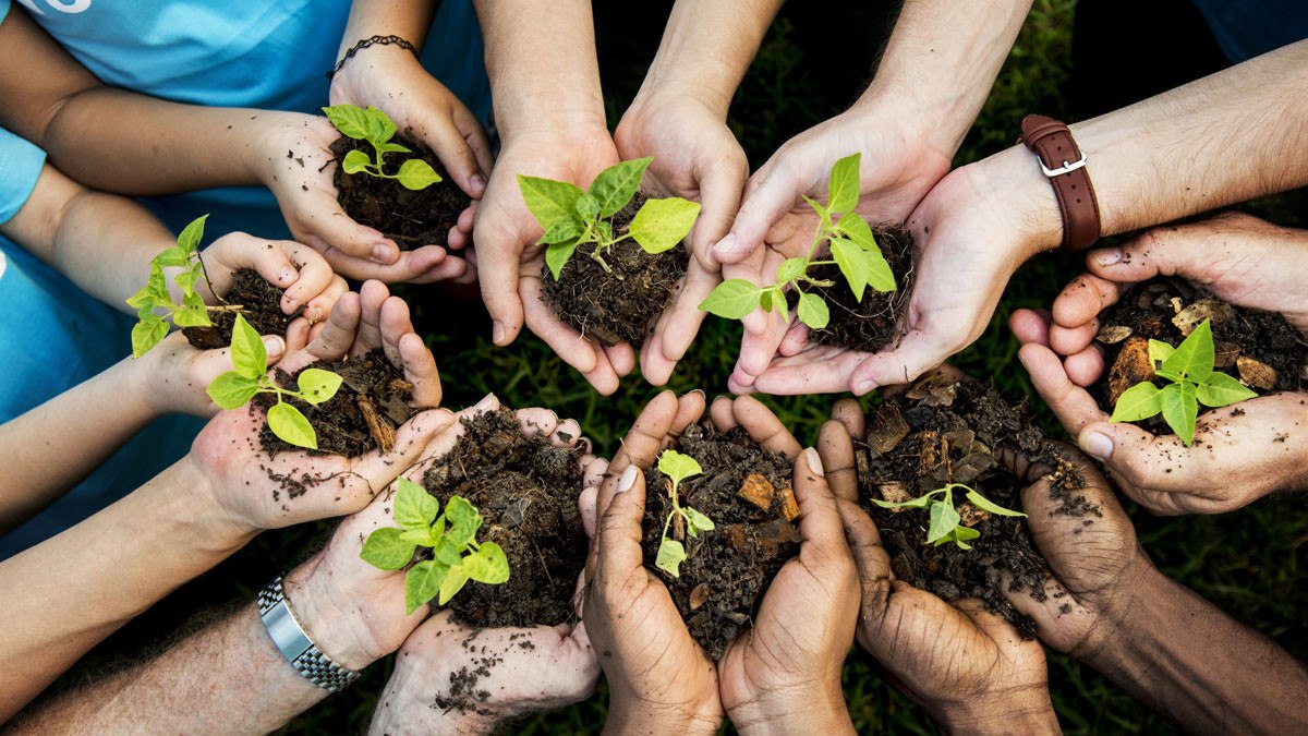 دراسة: 40 % من نباتات العالم