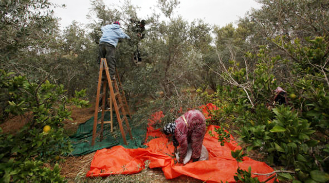 الصحة تدعو قاطفي الزيتون إلى ضرورة