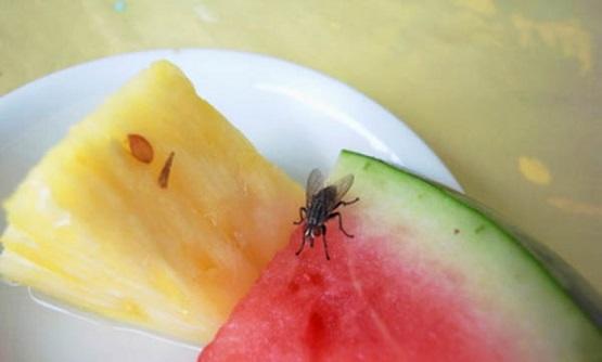 هذا ما يحدث إذا وقفت ذبابة