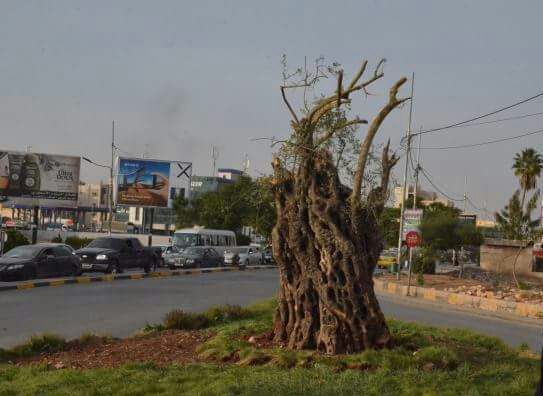 ما قصة هذه الشجرة في وسط