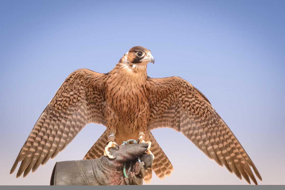 صقر يحطم الأرقام القياسية ويباع بـ