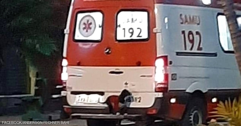 «كلبة وفيّة» تقتحم سيارة إسعاف