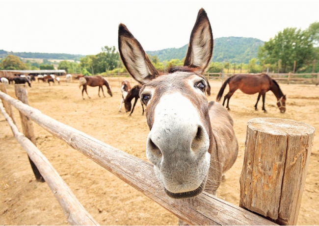 جلسات علاج بالحمير لتخفيف اضطرابات كورونا