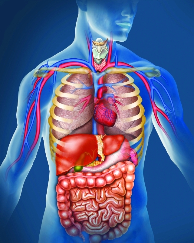 دراسة تكشف أكثر أعضاء الجسد تأثرا