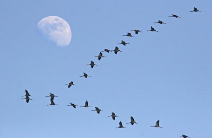 5 ملايين طائر مهاجر يعبر العقبة