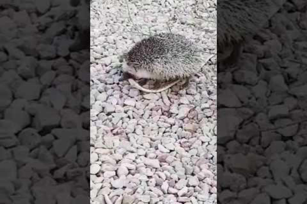 فيديو:ناشط يوثق مقطع فيديو لقنفذ يتغذى