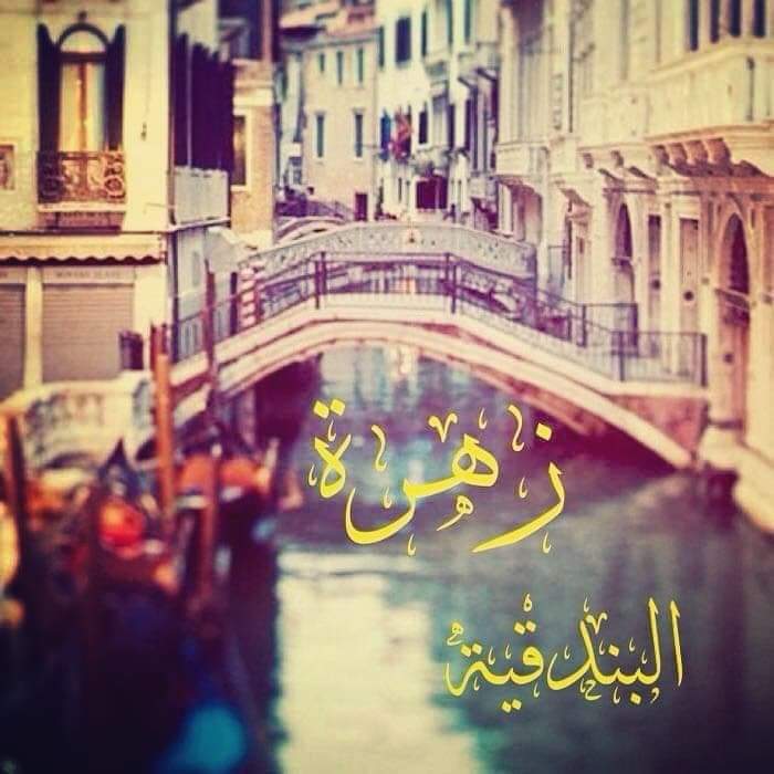 زهرة البندقية