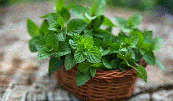 فوائد مذهلة لـ النعناع ستدفعك لتناوله