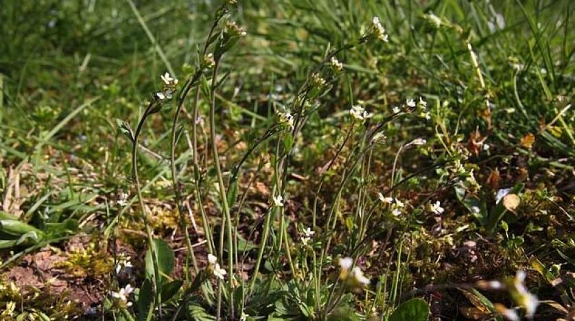نبات قادر على قتل خلايا سرطان