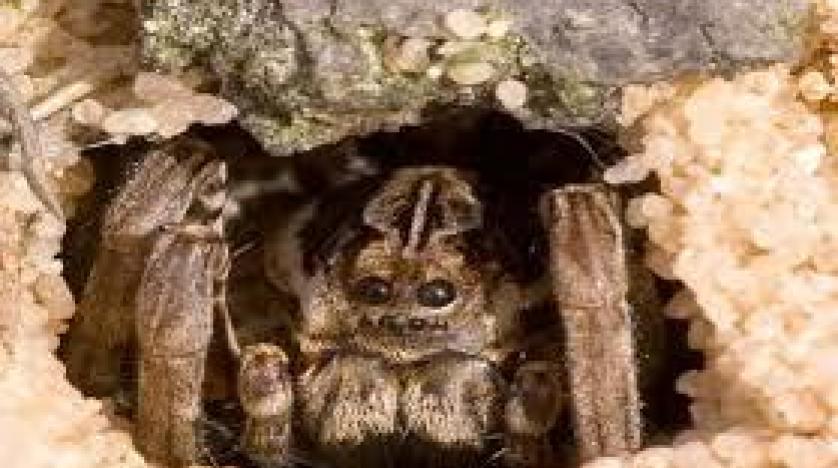 عودة أخطر عناكب بريطانيا بعد اختفاء