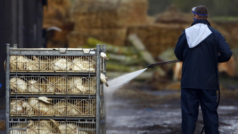 الحكومة البريطانية تعلن اكتشاف بؤرة لإنفلونزا