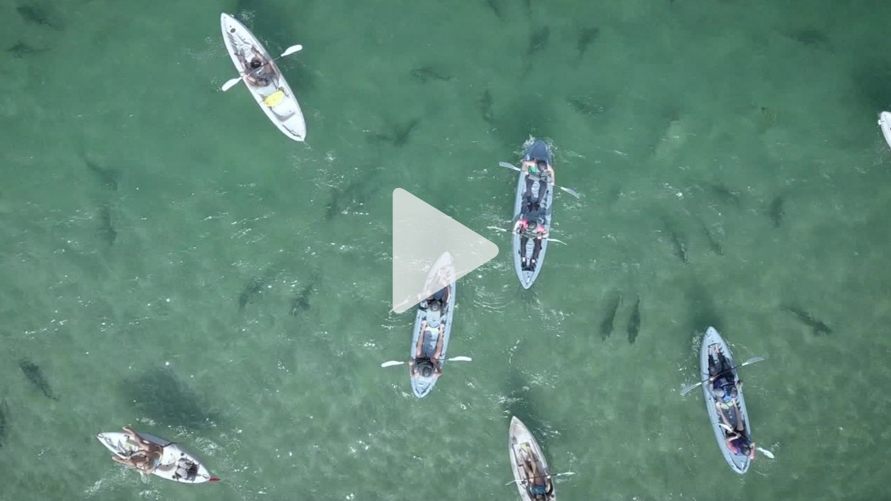 قوارب كاياك تحاول ايجاد طريقها في