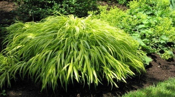 سهلة الزراعة.. عشب العذم الريشي مثالي