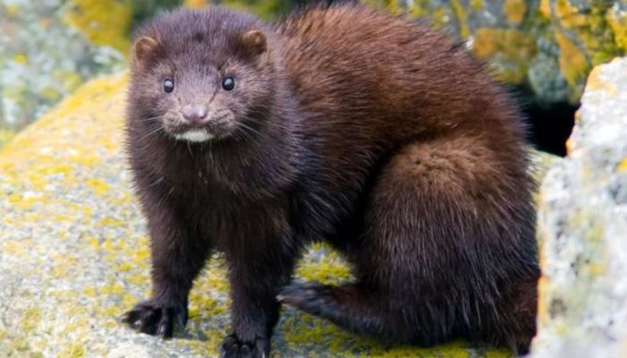 الدنمارك تعدم 17 مليون حيوان منك..