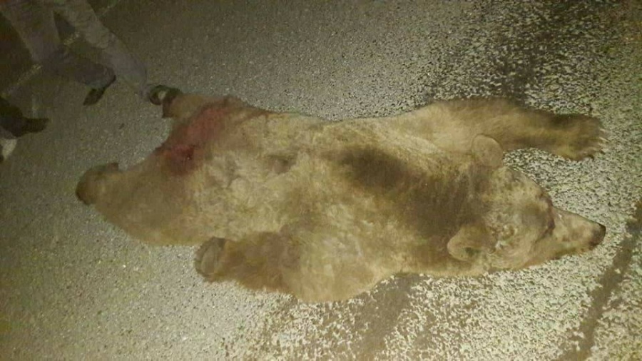 حقيقة الدب الذي تسبب بحادث سير