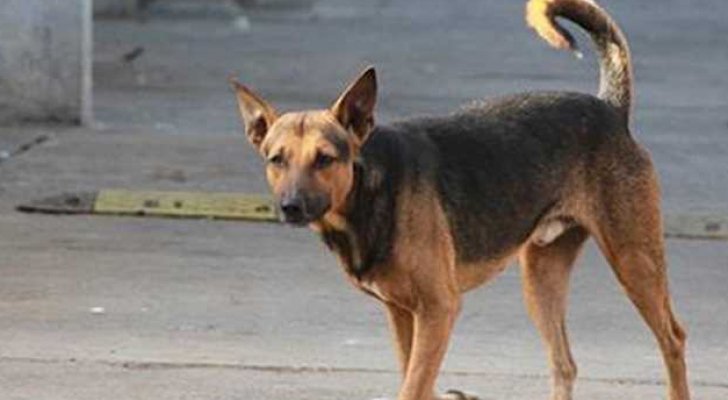 مآساة في مصر.. كلب ضال يقتل