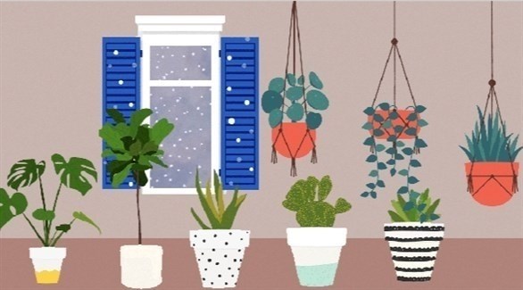 كيف تحمي نباتاتك المنزلية من الموت