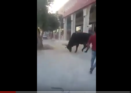 ثور يهاجم المواطنين على طريق جرش
