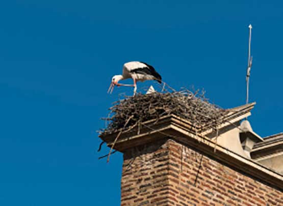 شاهد.. حمامة تبني عشا من ’حقن