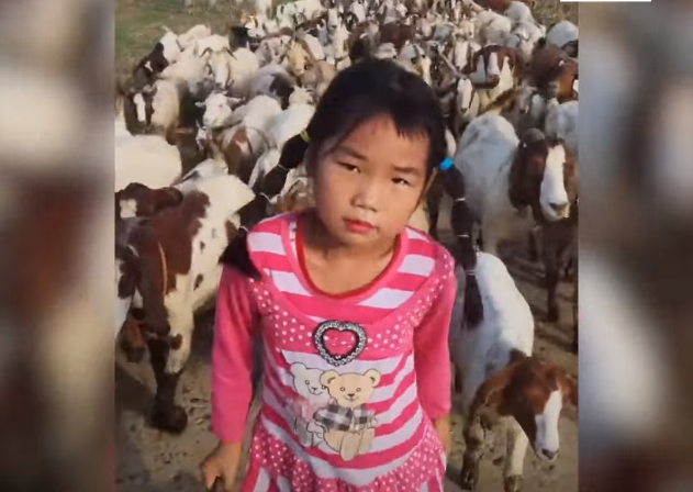 عمرها 7 سنوات وترعى قطيعا من