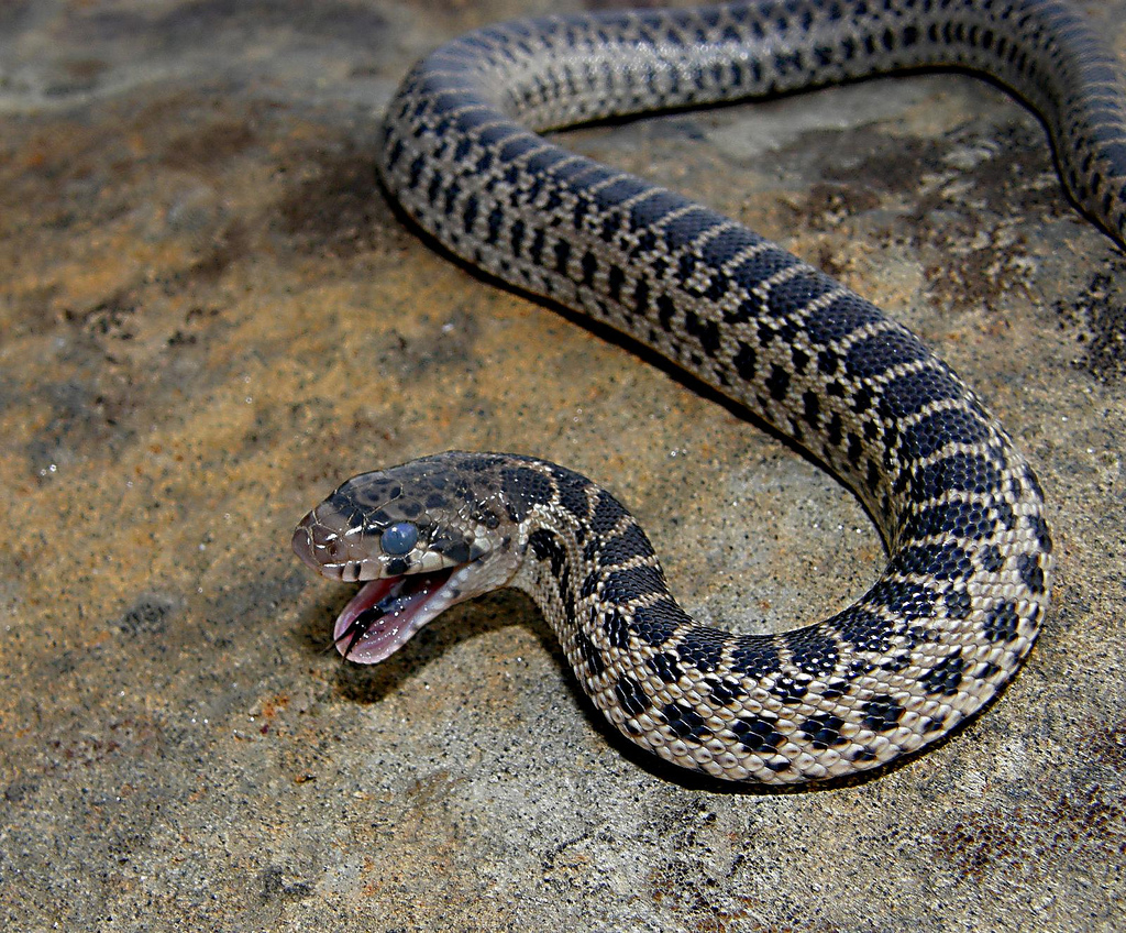 أفاعي تهاجم منازل في السلط ودير