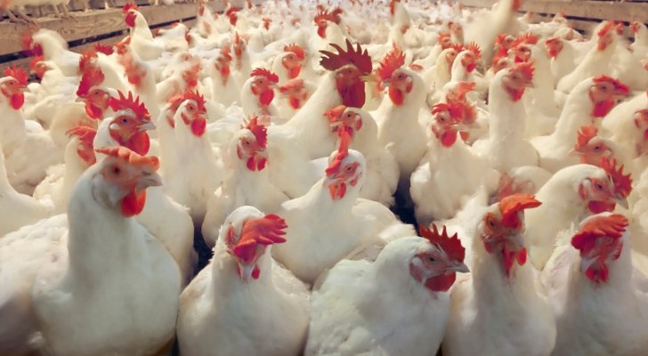 هولندا تعدم 190 ألف دجاجة بعد