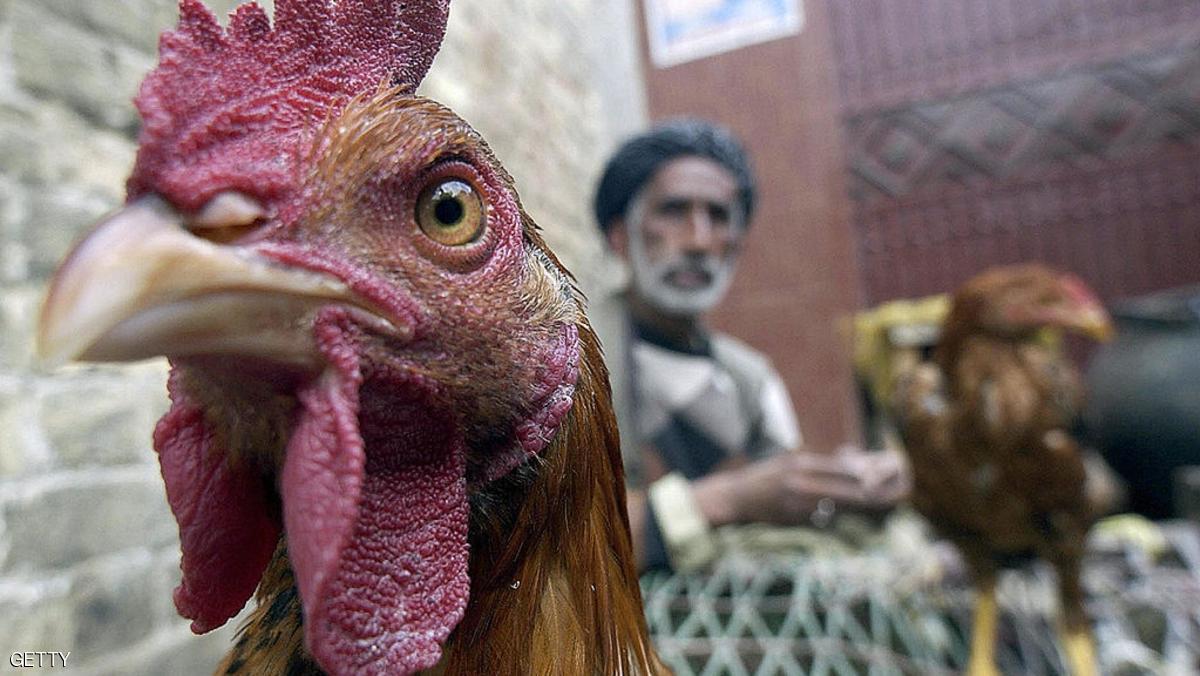 الدواجن الإيرانية ممنوعة في العراق