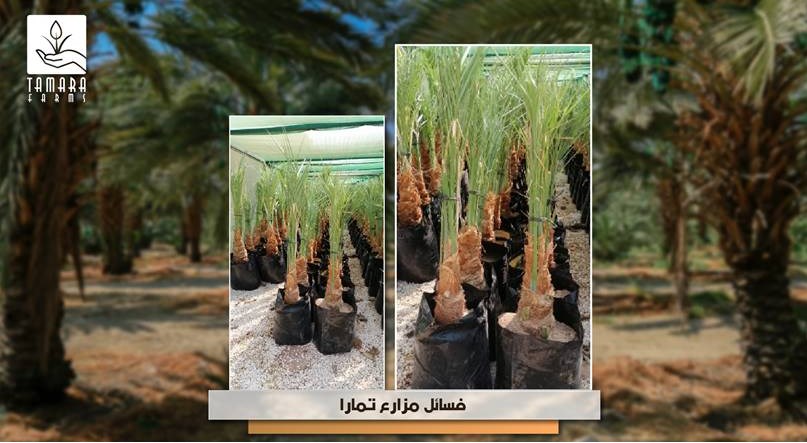 أحصل على الفسيلة التي تجود بخيراتها