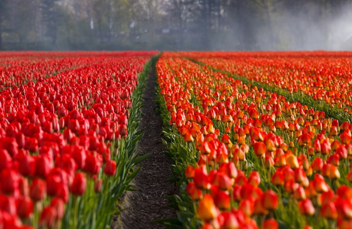 تعرف على الوردة التركية التي تغرم