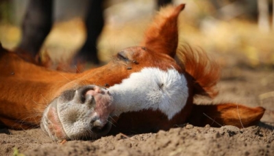 الرجل والحصان.. سجن وغرامة وحرمان من