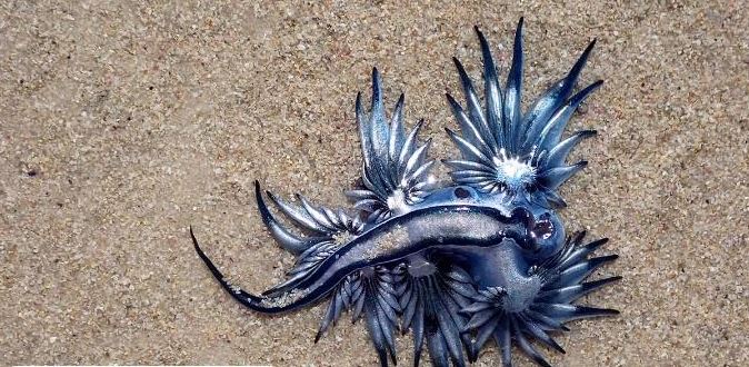 رصد أجمل قاتل في المحيط