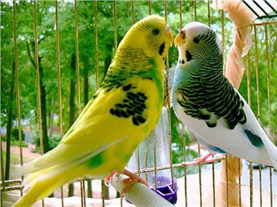 هل يجوز حبس الطيور في أقفاص