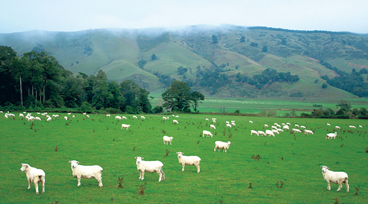 نيوزيلندا تعلن حالة الطوارئ المناخية