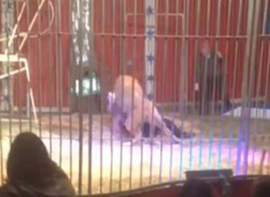عرض سيرك يتحول إلى فاجعة مروعة..