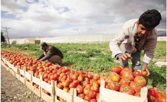 مطالب نيابية بتشديد الرقابة على المحاصيل