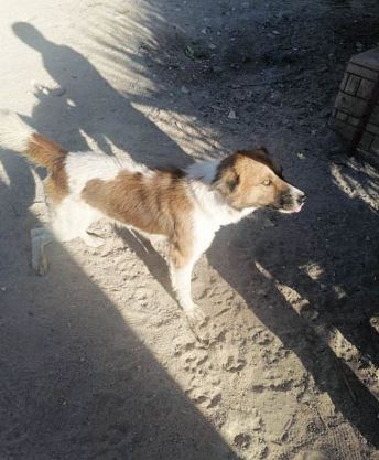 30 ألف جنيه مكافأة لمن يرشد