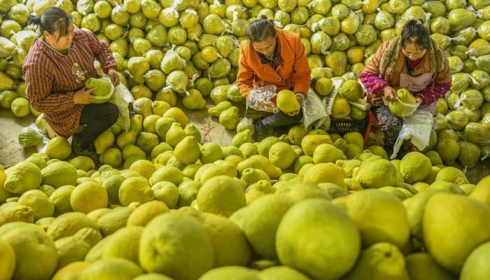 8 فوائد صحية في البوملي.. هل