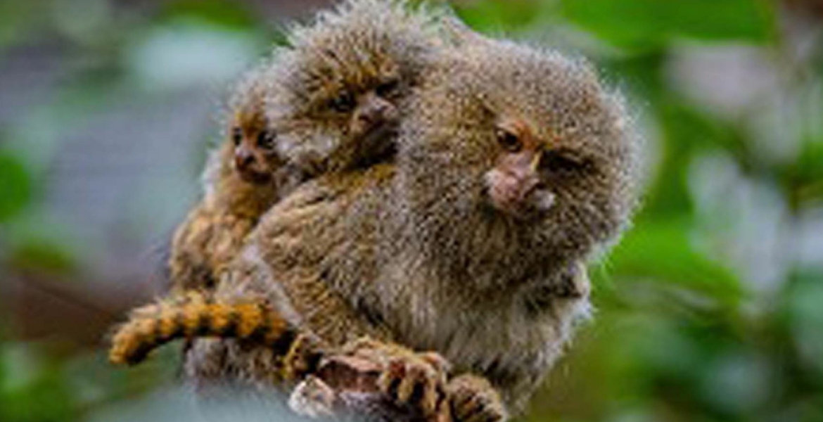 حجمهما أقل من كرة تنس الطاولة..