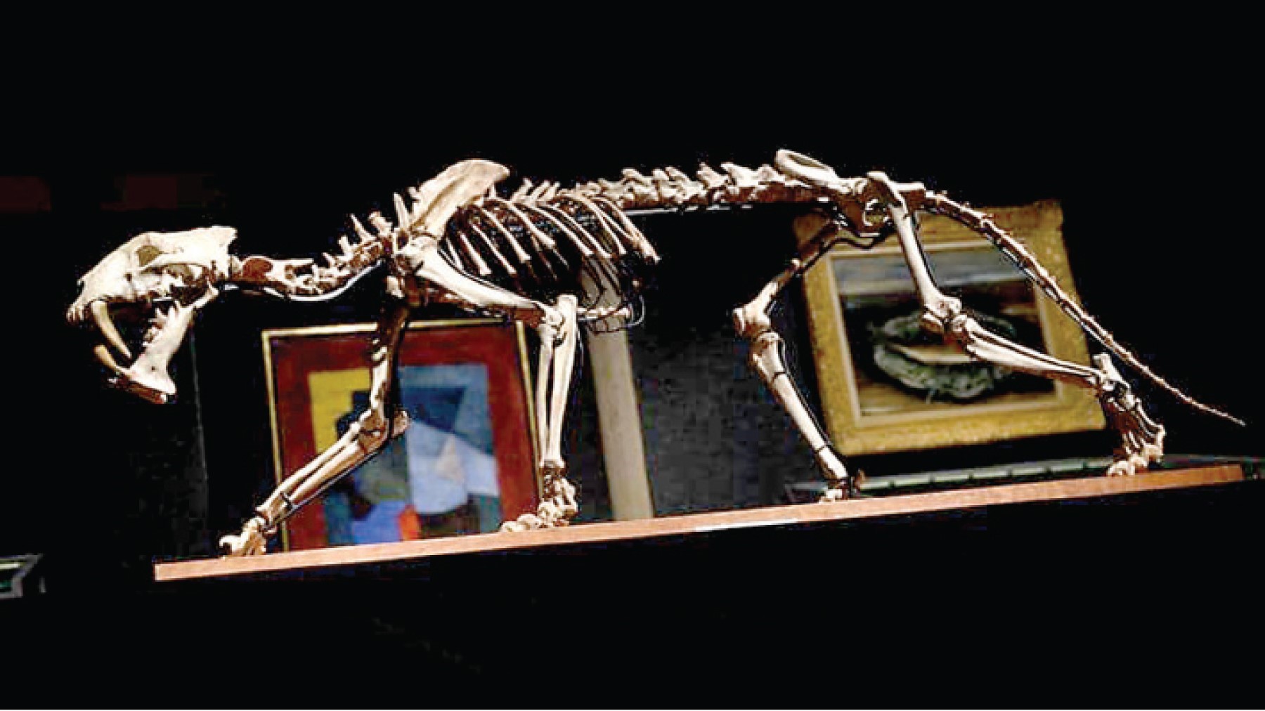 بيع متحجرة نمر سيفي عمرها 40