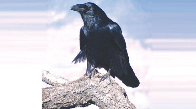 ذكاء الغربان مماثل لفصيل من القردة