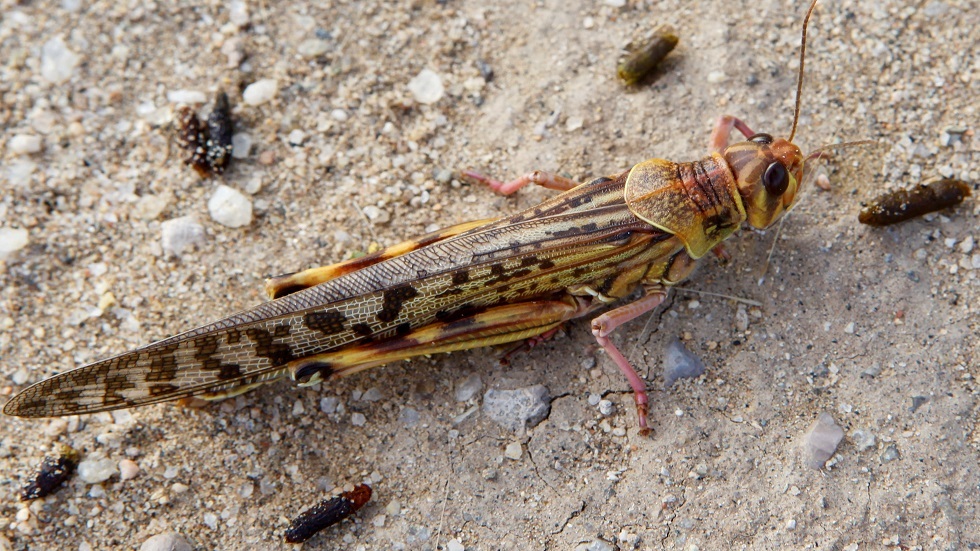 الزراعة تطالب الأردنيين التبليغ عن الجراد