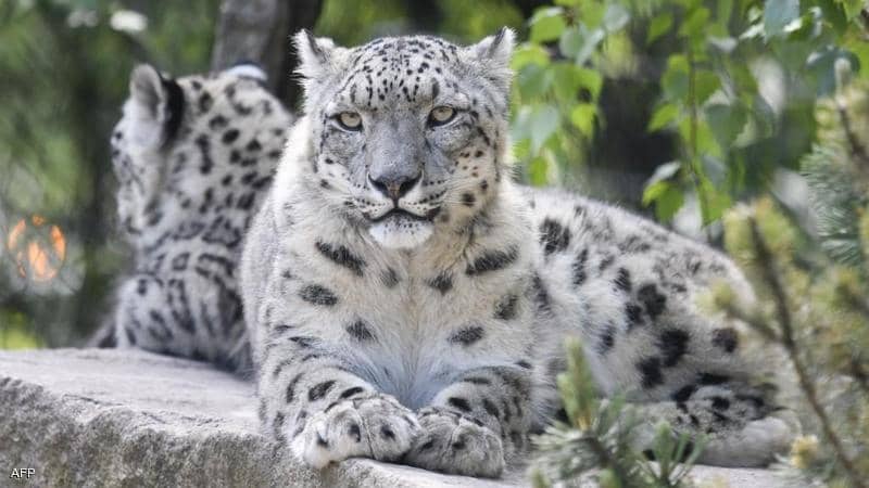 لأول مرة.. فيروس كورونا يعدي حيوانا