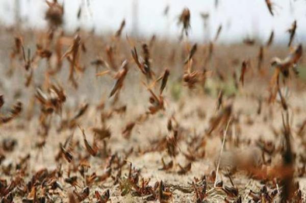 هل يؤثر الطقس على تقدم الجراد