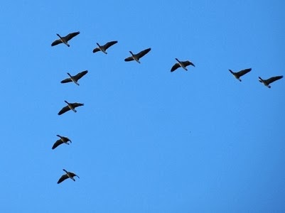 ربيحات يكتب: طيور السرب لا تغرد