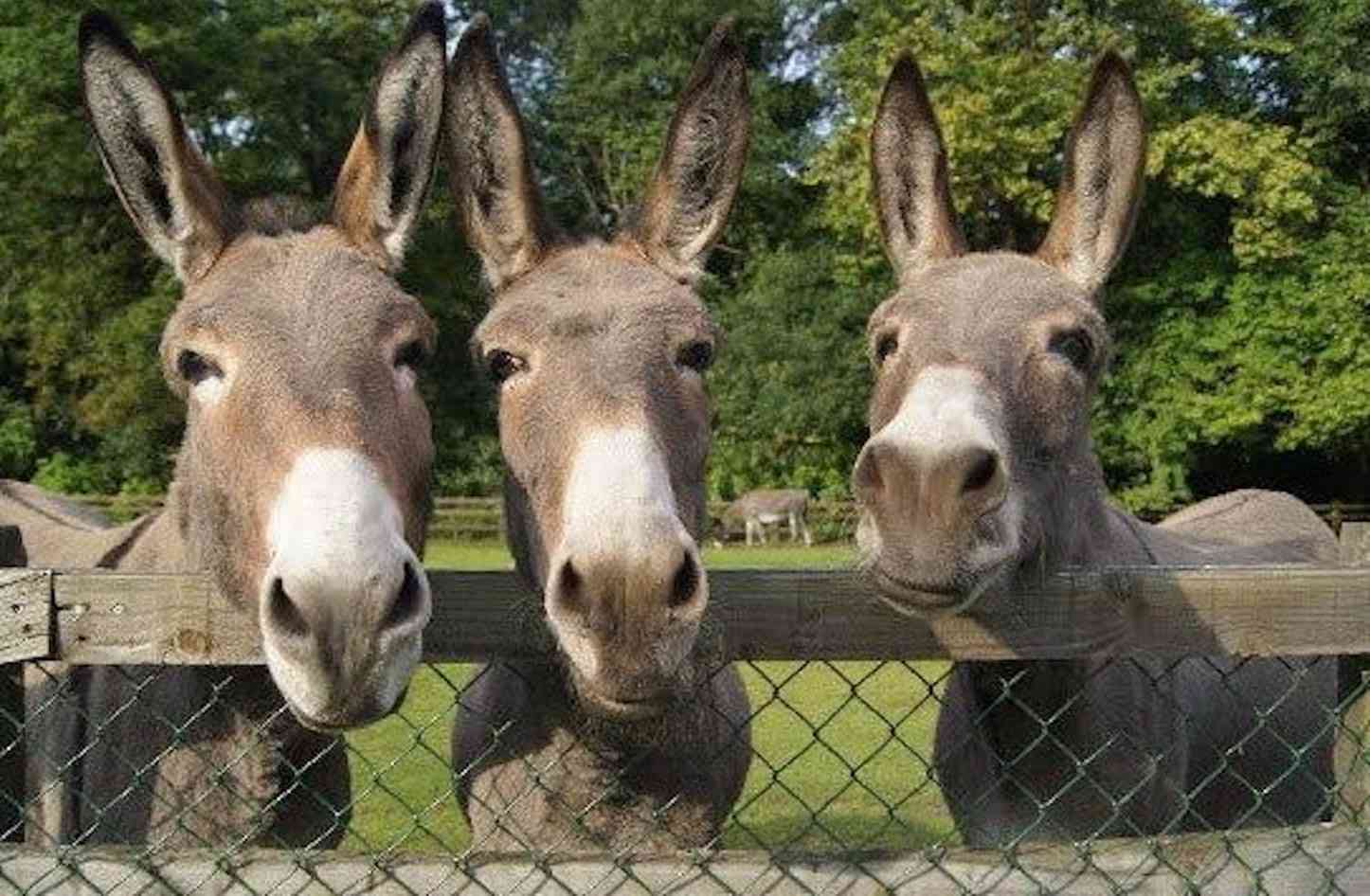 إقبال متزايد على حليب الحمير في