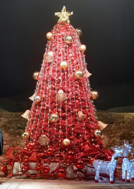 اضاءة شجرة عيد الميلاد في المغطس