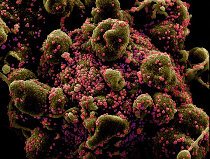 سلالة كورونا N501Y.. توقيت الظهور يزيد