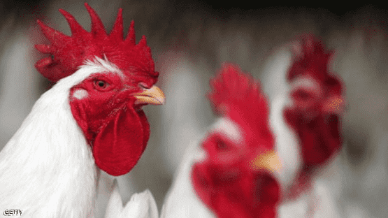 مصر تنفي تفشي إنفلونزا الطيور