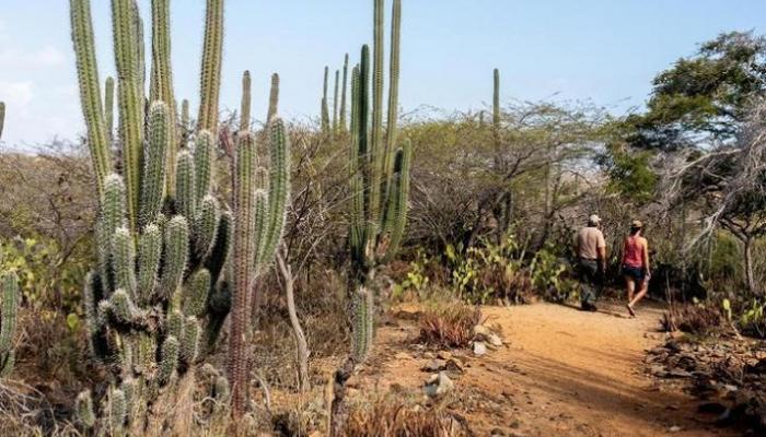 أروبا.. متعة فريدة للسياحة في منطقة