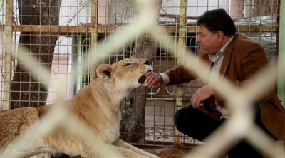 عراقي يربي الأسود في بيته مثل